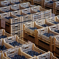 Drying Amarone grapes at Allegrini