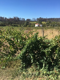 Dao wine Portugal Quinta dos Roques