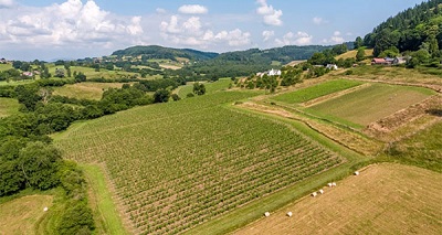 Ancre Hill vineyard Wales