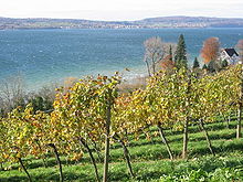 Baden wine region