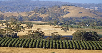 Barossa Valley - courtesy of Wine Australia
