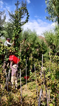 Harvesting wine grapes in Bolivia in 2020 vintage