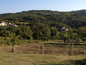 Vineyard near Motovun Istria Croatia