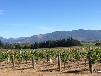 Dog Point vineyard in Marlborough