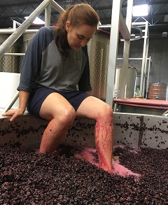 Grape treading DuMOL winery Windsor Sonoma California