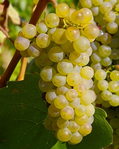 Furmint grape in Hungary