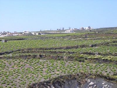 Santorini vineyards