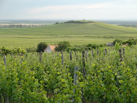 Villany region Hungary Heumann winery