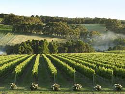 Mornington Peninsula Vineyard Victoria Australia
