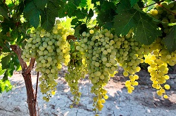 Sherry Tasting Edinburgh Palomino grapes in Jerez de la Frontera