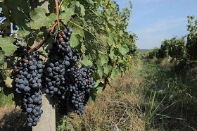 Romanian Pinot Noir