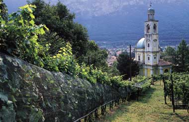 Vineyard in Ticino in Switzerland
