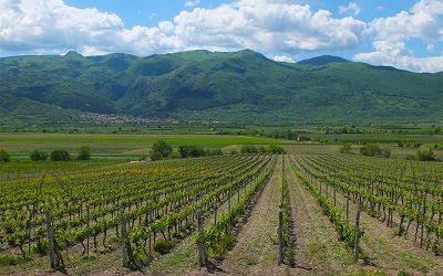Bulgaria wine rose valley