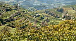 Baden wine region Germany