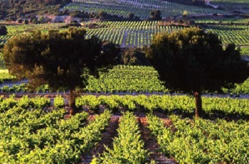Tavel wine region Southern Rhone France
